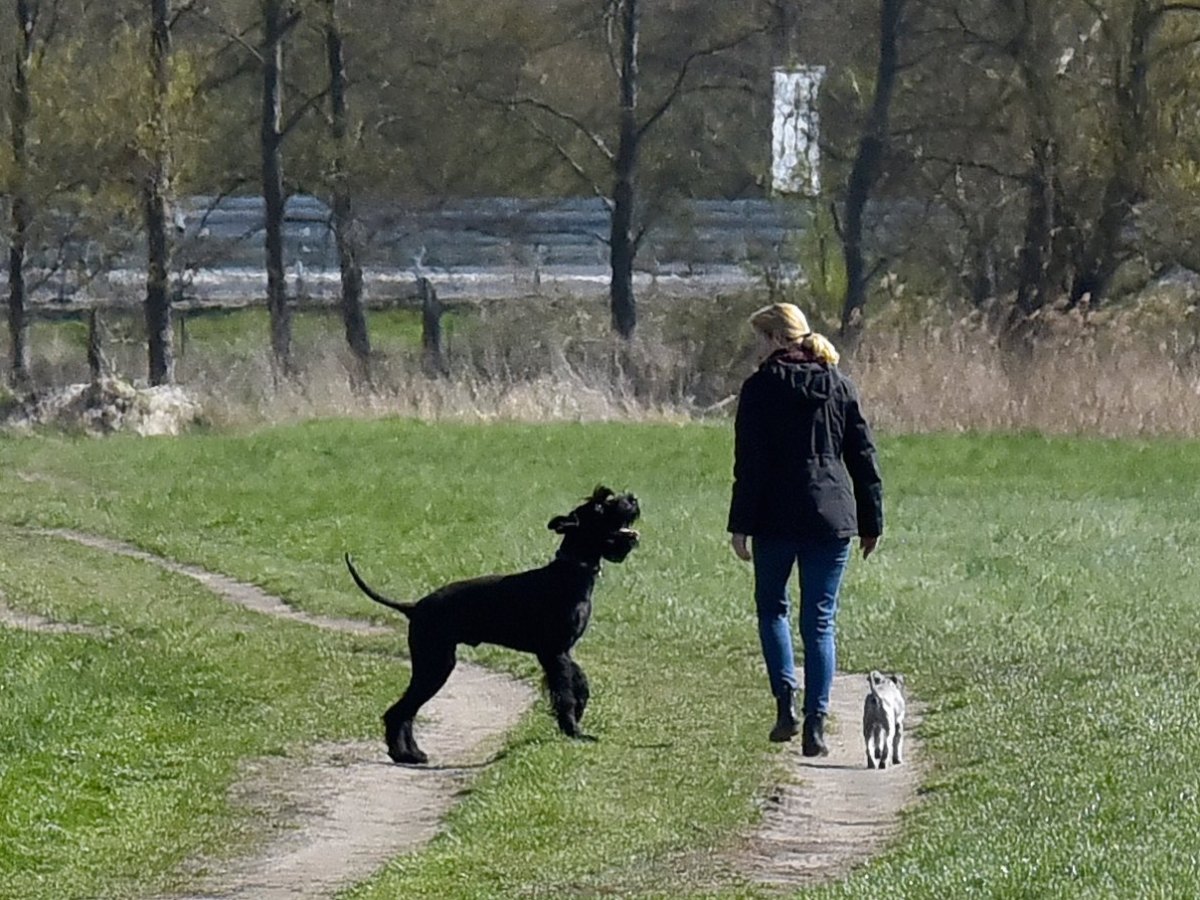 hund in weimar.jpg