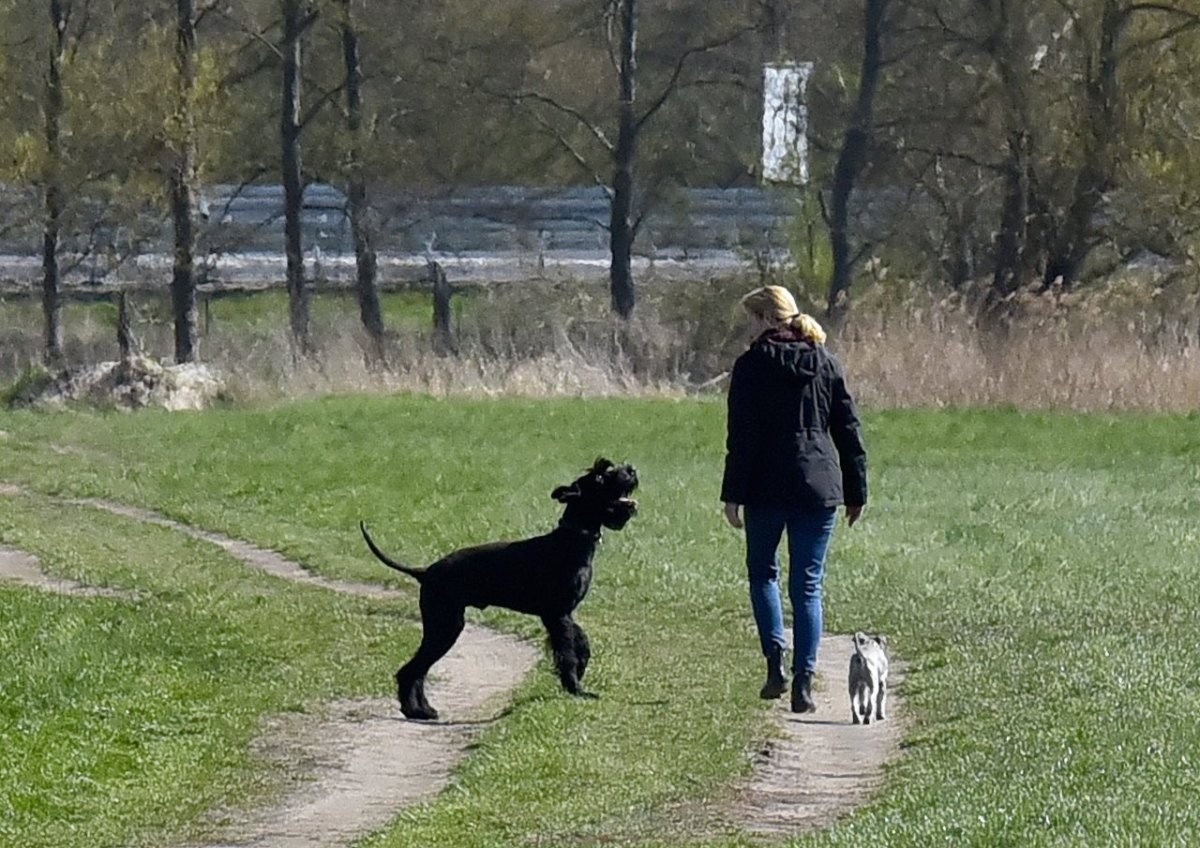 hund in weimar.jpg