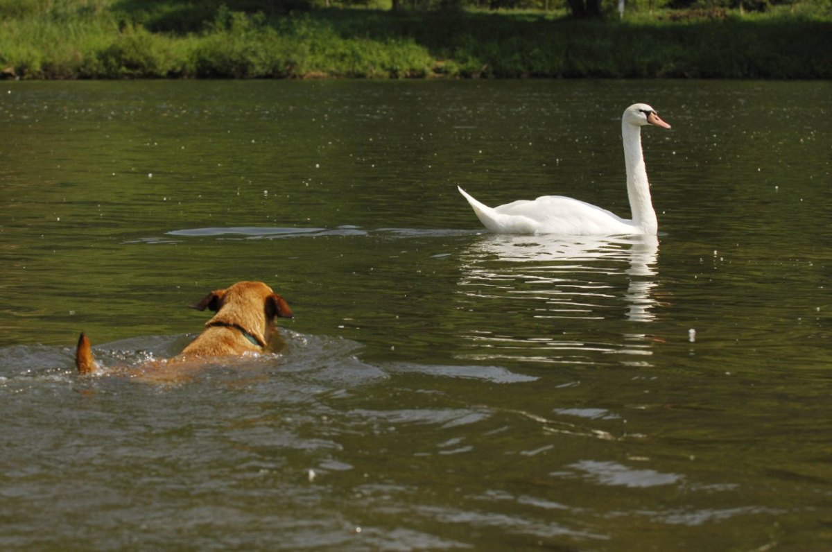 hund schwan.jpg