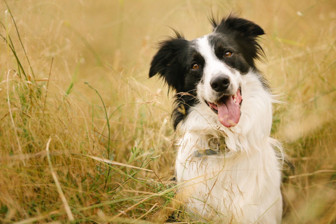 Hund in Thüringen: Die Familie hat ihren Border Collie vermisst. (Symbolbild)