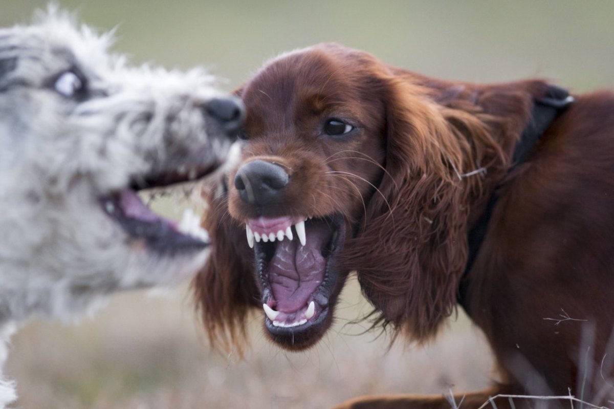 hunde-streit.jpg