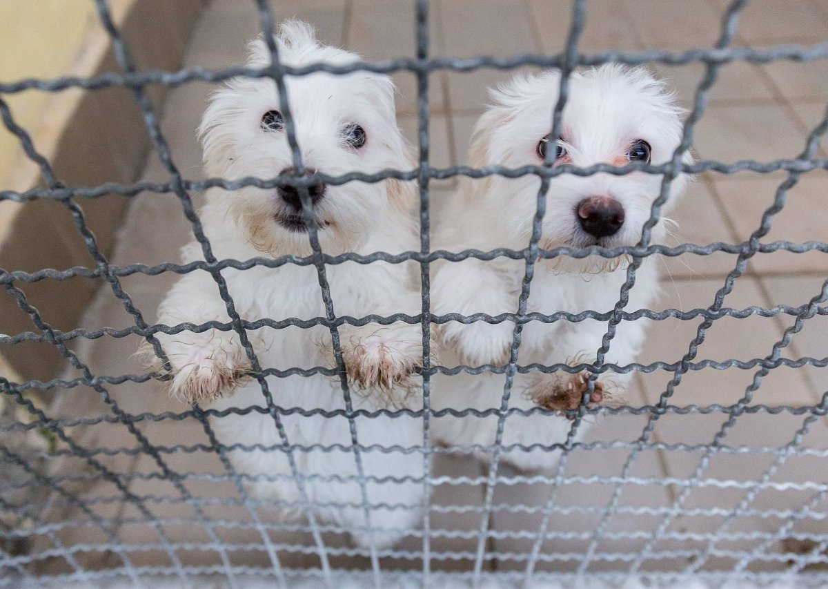 hundewelpen welpen tierheim