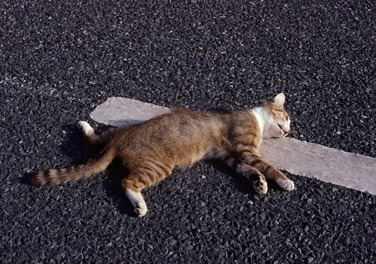 katze straße tot überfahren sömmerda thüringen