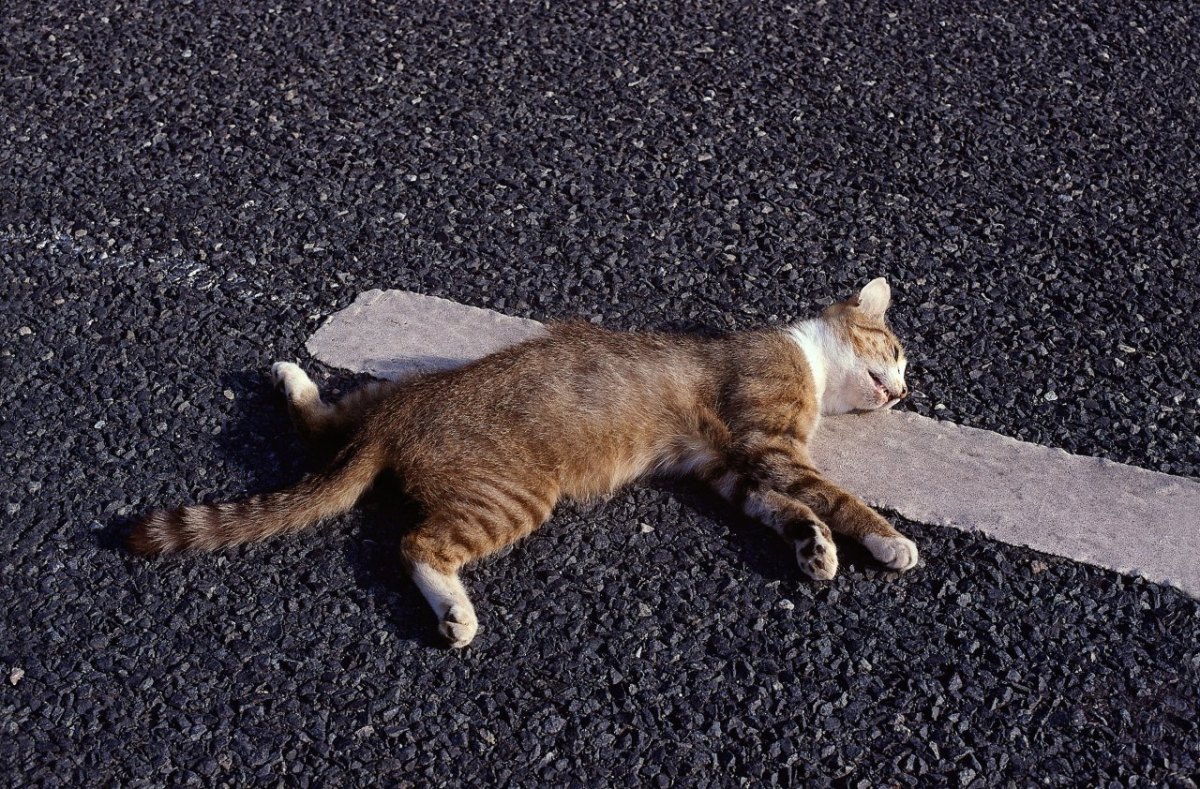 katze straße tot überfahren sömmerda thüringen