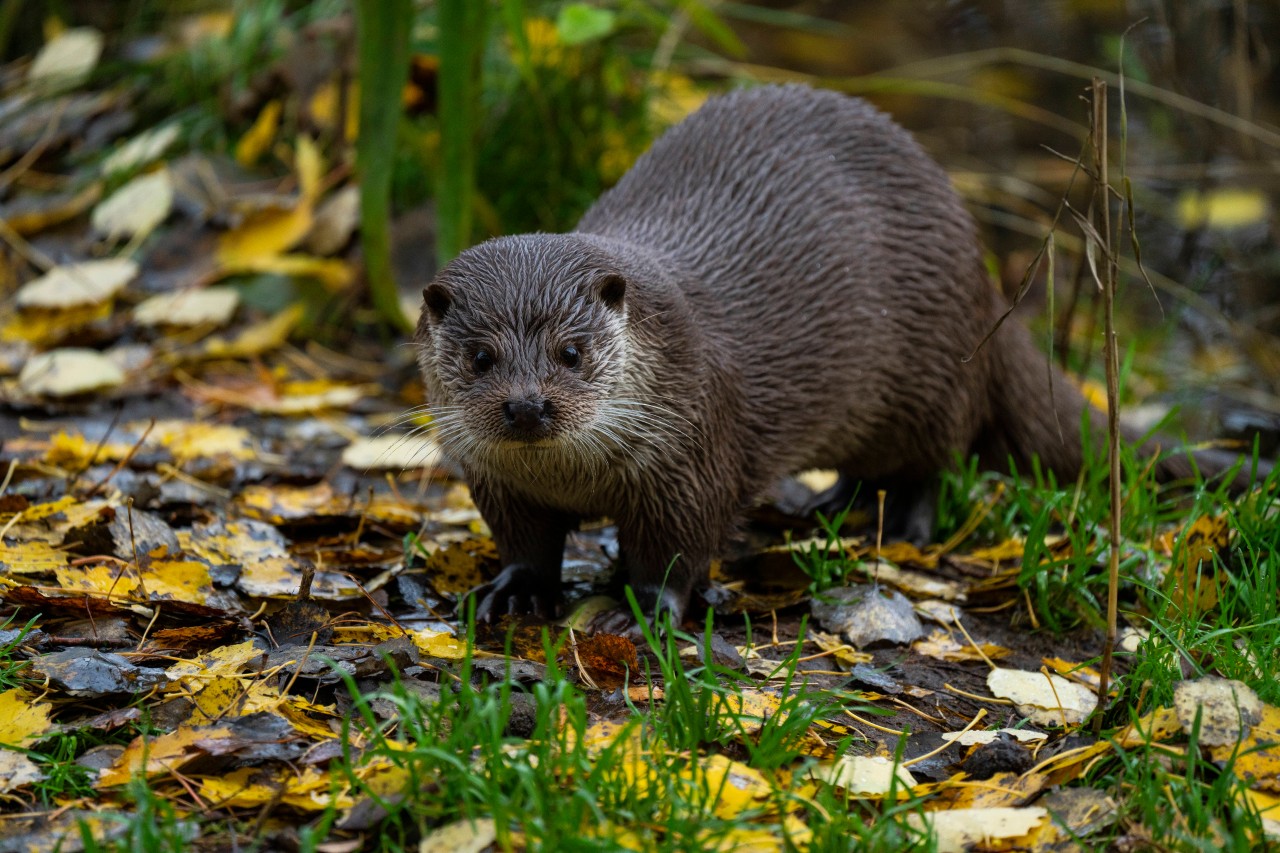 Der Fischotter galt lange Zeit in Thüringen als ausgestorben.