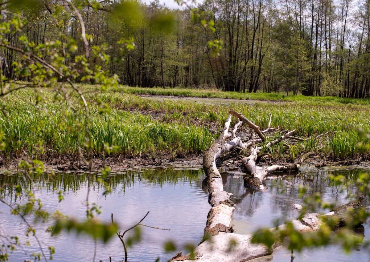 teich symbolbild.jpg