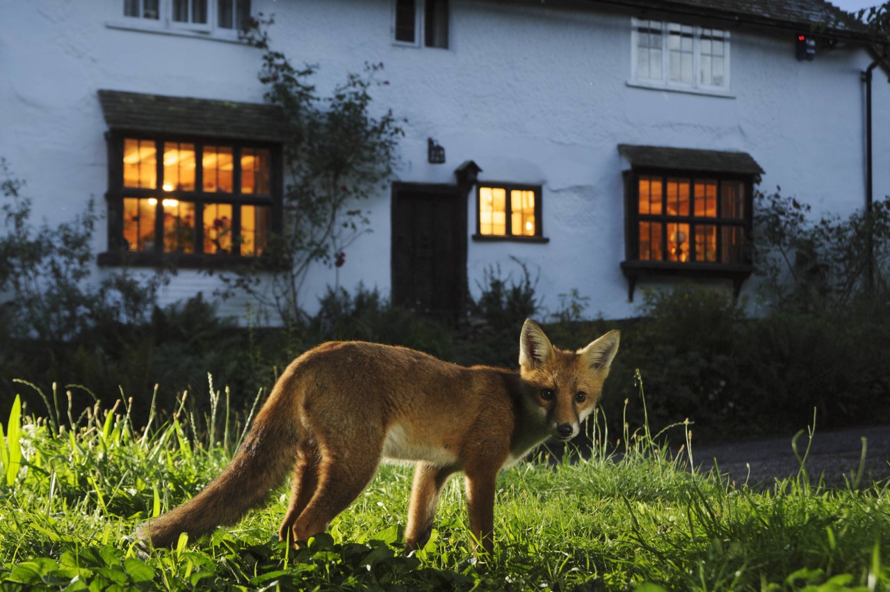 Der arme Fuchs schlich über ein Grundstück in der Ellricher Straße, als er in die gefährliche Falle geriet. (Symbolbild) Der arme Fuchs schlich über ein Grundstück in der Ellricher Straße, als er in die gefährliche Falle geriet. (Symbolbild)
