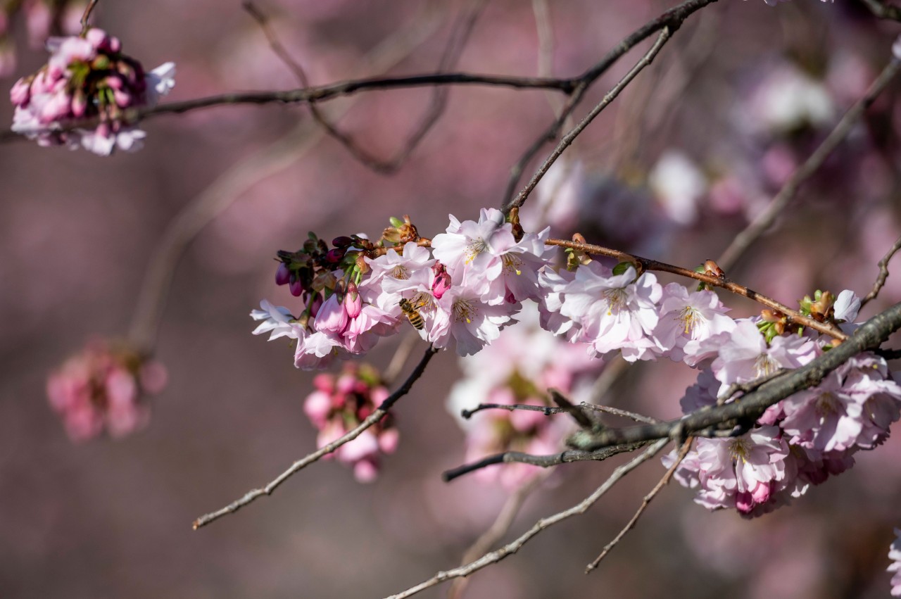 Ob die Kirschblüten in Erfurt bald wieder Blühen? (Archivbild)