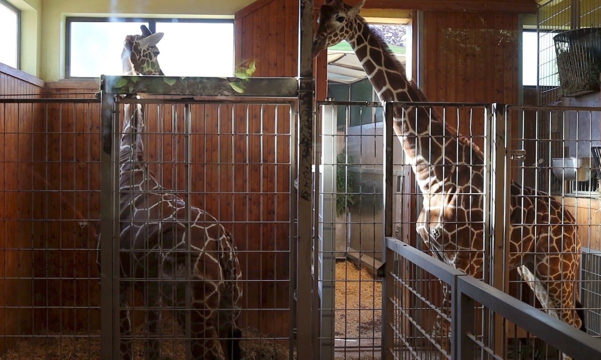 zoo erfurt giraffen