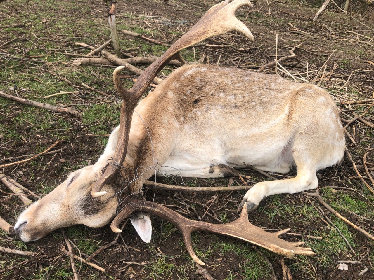 Thüringen: Ein Hirsch verfängt sich ohne Ausweg in einem Wildzaun. 