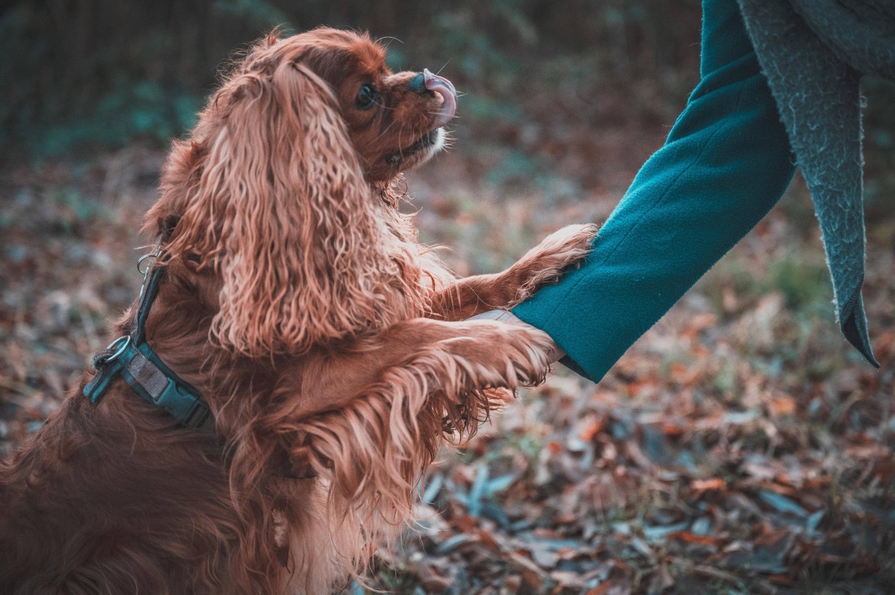 Der Hund fraß gleich mehrere präparierte Köder in Erfurt. Er kämpft momentan um sein Leben. (Symbolbild)