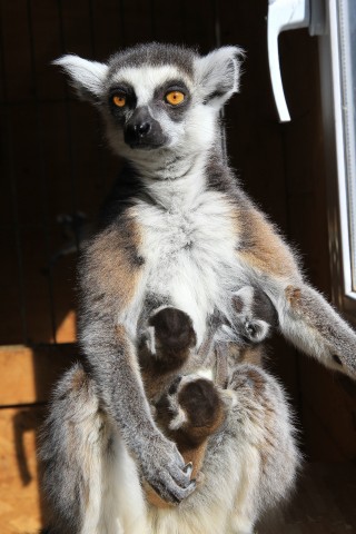 Dreifaches Babyglück im Affenwald Straußberg. 