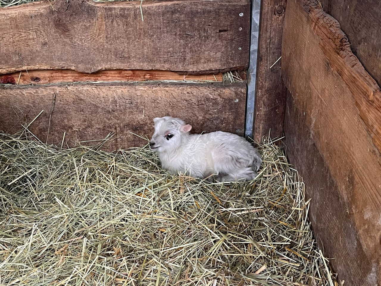 Ein seltener Anblick: Das erste Oster-Lämmchen im Zoo Erfurt hat weißes Fell. 