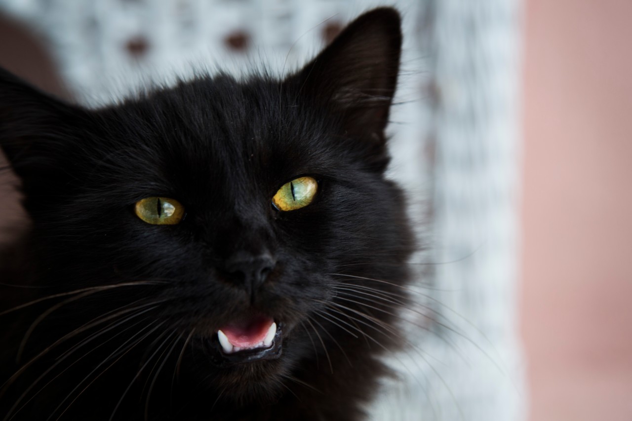 Für den schwarzen Kater Fido aus Eisenach ist nochmal alles gut ausgegangen. (Symbolbild)