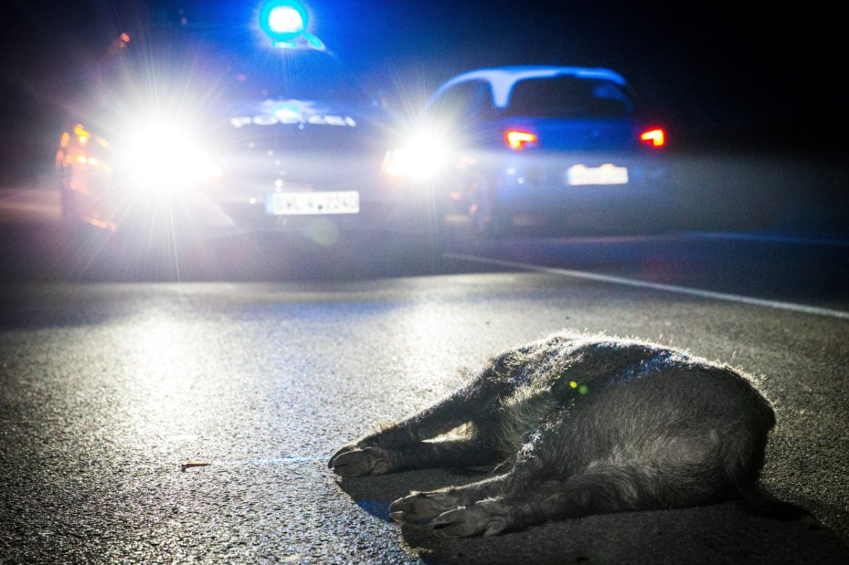 wildschwein unfall thüringen