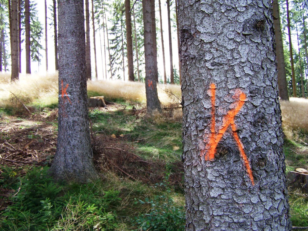 K wie Käfer – entdeckter Frischbefall muss gekennzeichnet und umgehend eingeschlagen sowie aus dem Wald abtransportiert werden, um den Befall umstehender gesunder Fichten zu verhindern