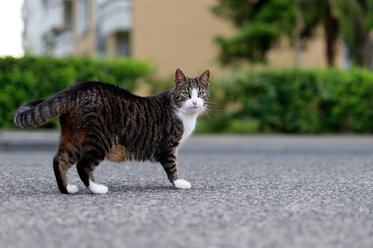 Zwei der gefundenen Katzen in Thüringen sind bereits tot. Die dritte wird medizinisch behandelt. (Symbolbild)