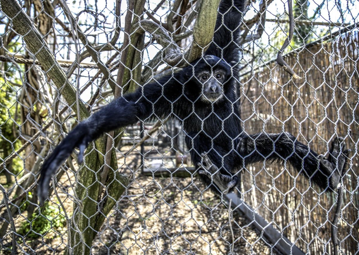 zoopark zoo erfurt affen siamang