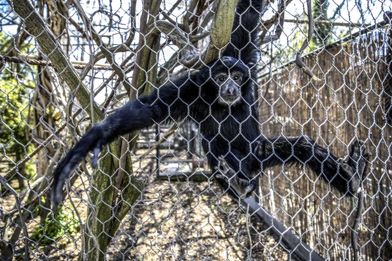 Im Zoopark Erfurt leben zwei Siamangs. Ein Video der beiden Affen hat für Kritik gesorgt. Aber der Zoo kontert. (Symbolbild)