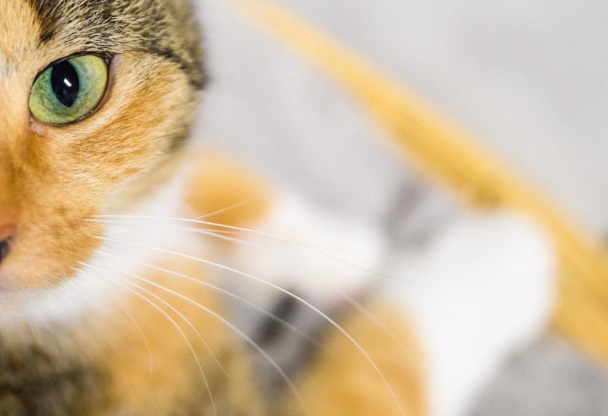 Thüringen Katze