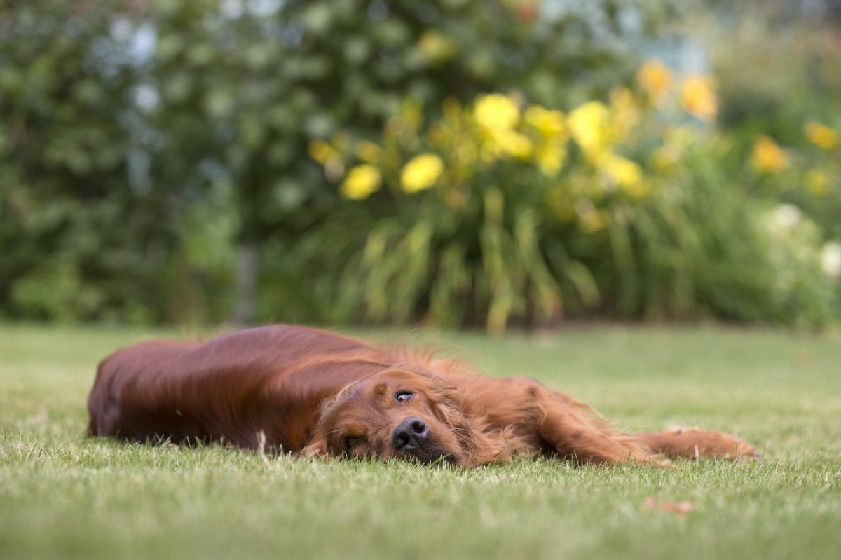 hund in thüringen irish setter.jpg