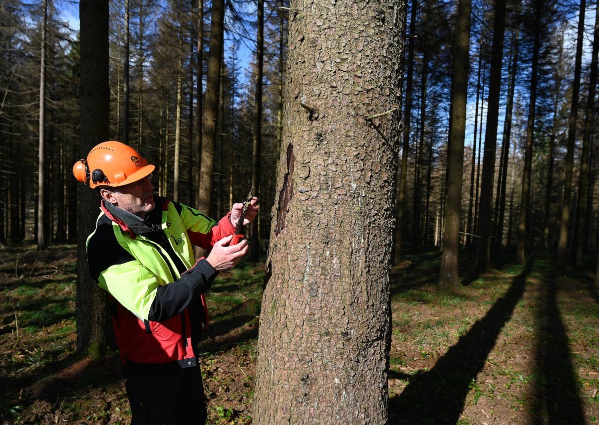 thüringen borkenkäfer