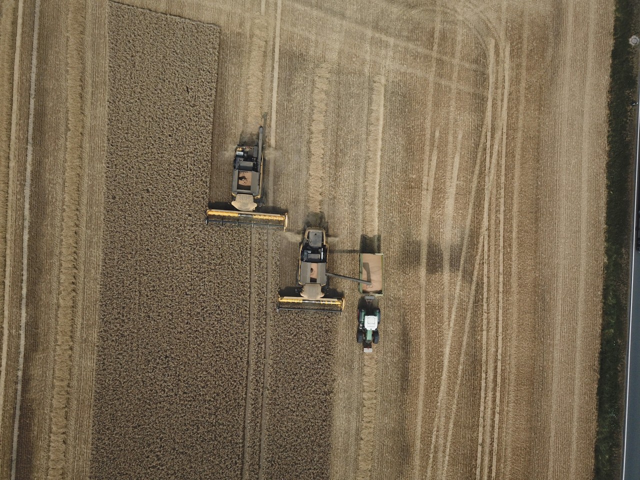 Die Weizenernte könnte in Thüringen in diesem Jahr mickrig ausfallen. (Symbolbild)