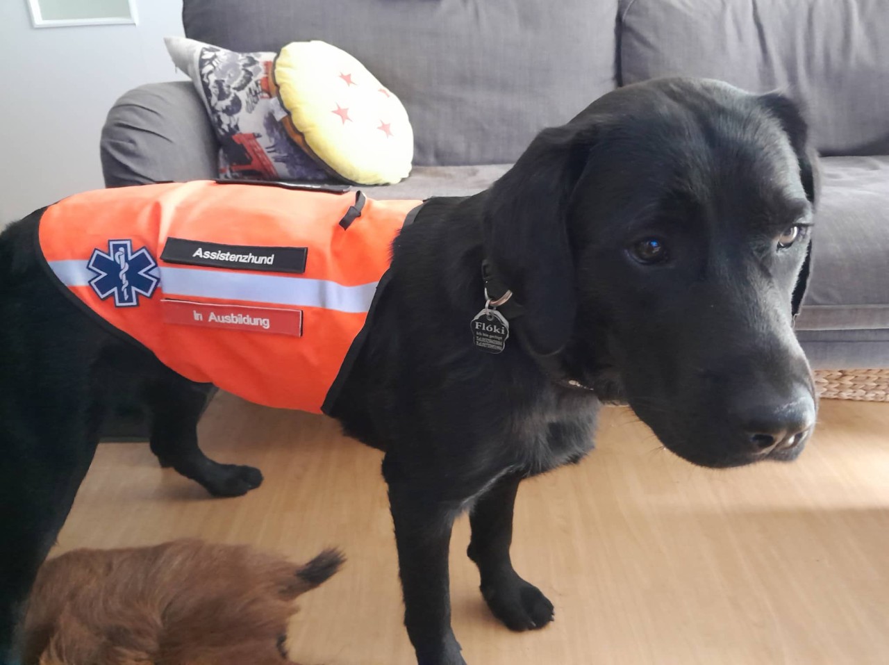 Dieser Hund in Jena trägt eine ganz besondere Weste.