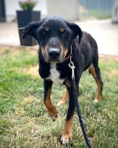 Hund in Nordhausen: Blacky hat eine schwere Zeit hinter sich.