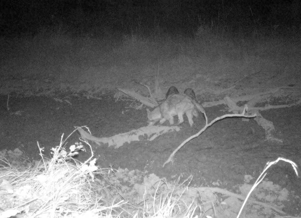 Wolfbabys auf Wärmebildkamera