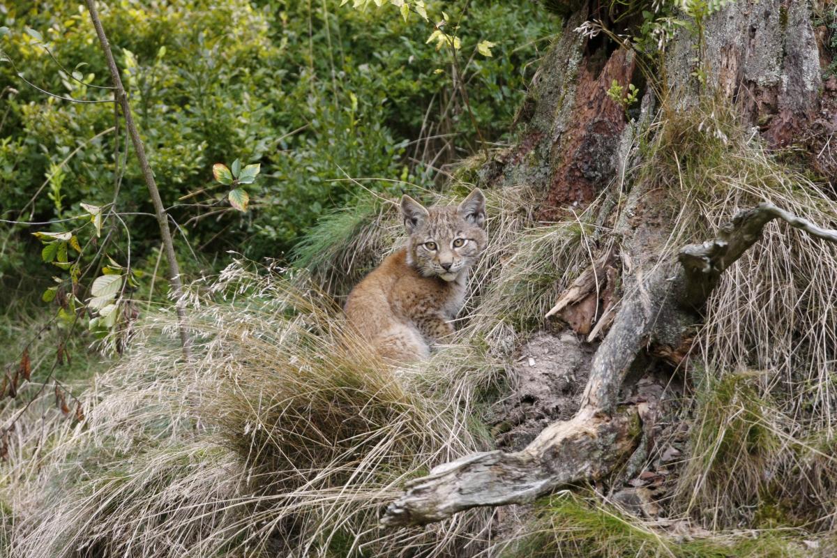 Thüringen Luchs