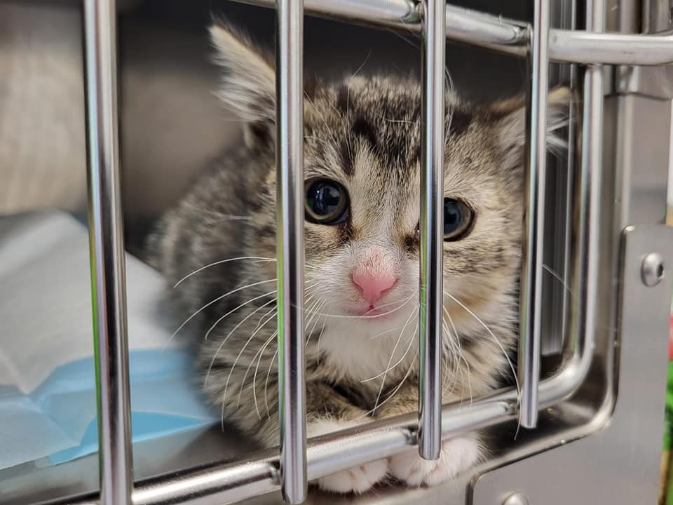 Etliche Kitten mussten die Mitarbeiter des Tierheims in Nordhausen retten. Die Belastungsgrenze ist erreicht.