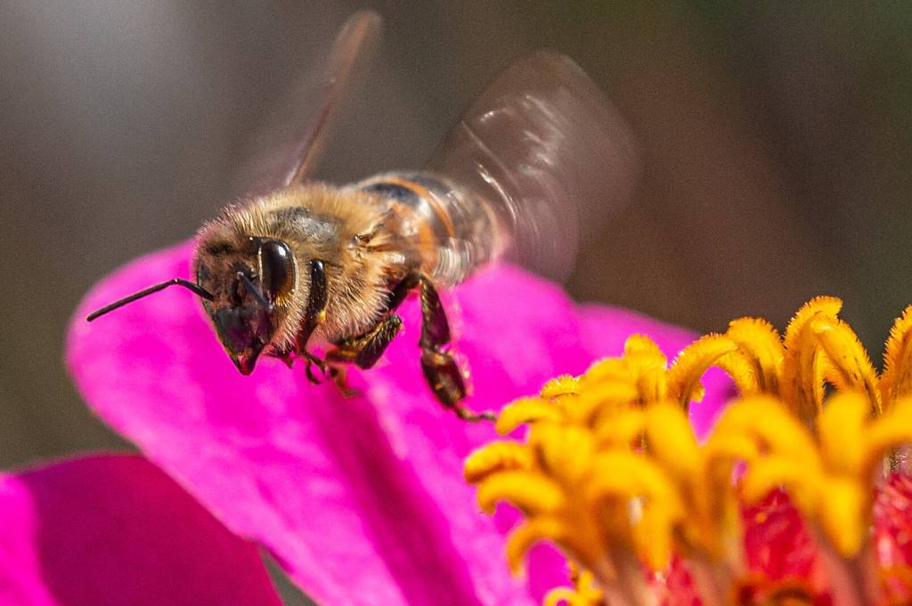 Biene auf Blüte