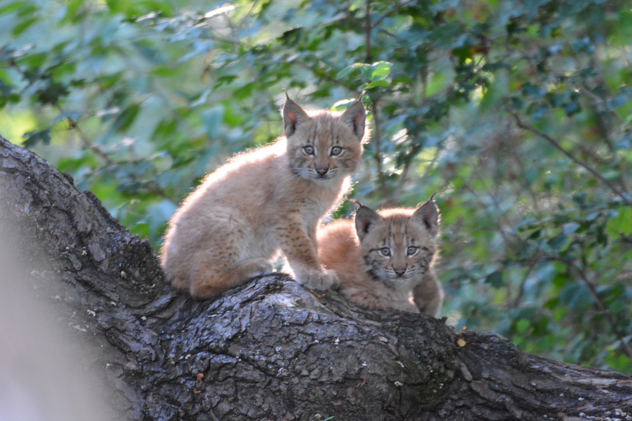 Thüringen: Baby-Alarm im Wildkatzendorf!