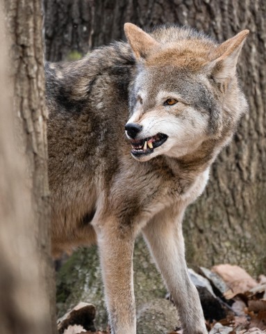 Im Thüringer Wald kommt es immer wieder zu Rissen an Nutztieren. (Symbolbild)