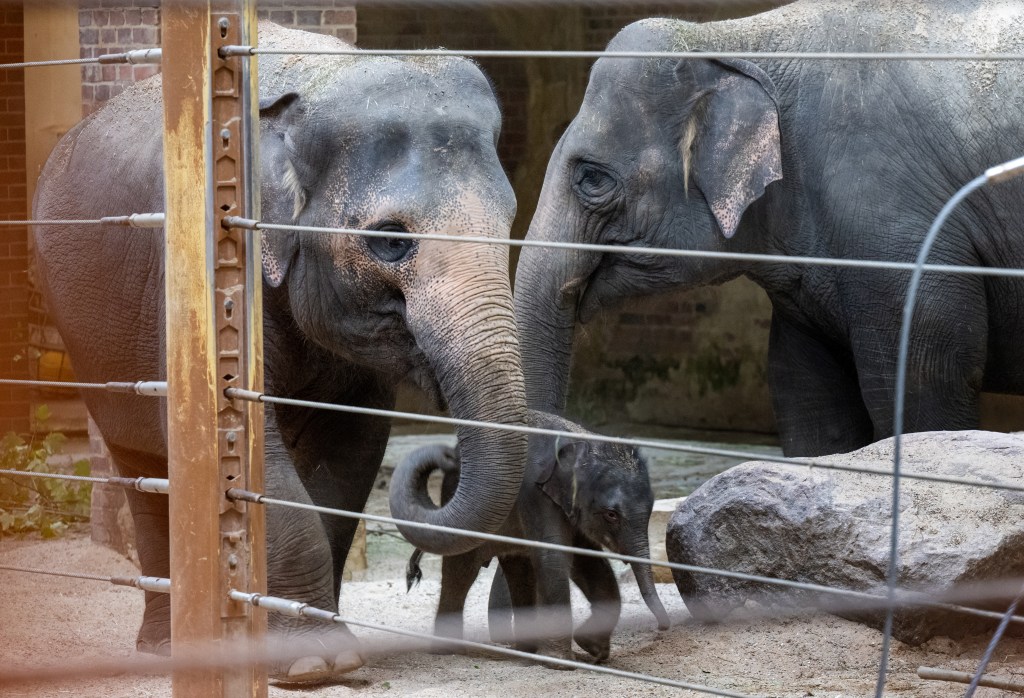 Elefanten Baby mit Eltern im Zoo Leipzig