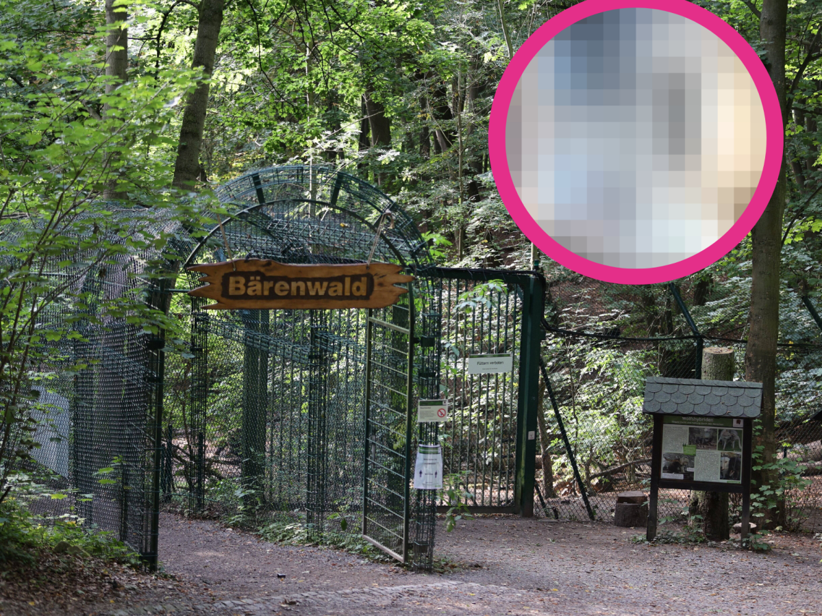 Ansicht auf den Bärenwald mit verpixeltem Bild in die Ecke montiert