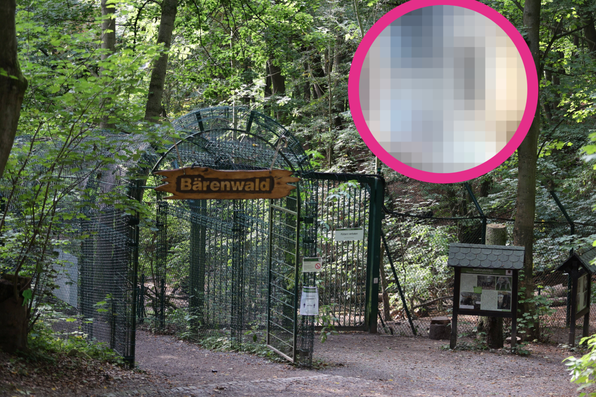 Ansicht auf den Bärenwald mit verpixeltem Bild in die Ecke montiert