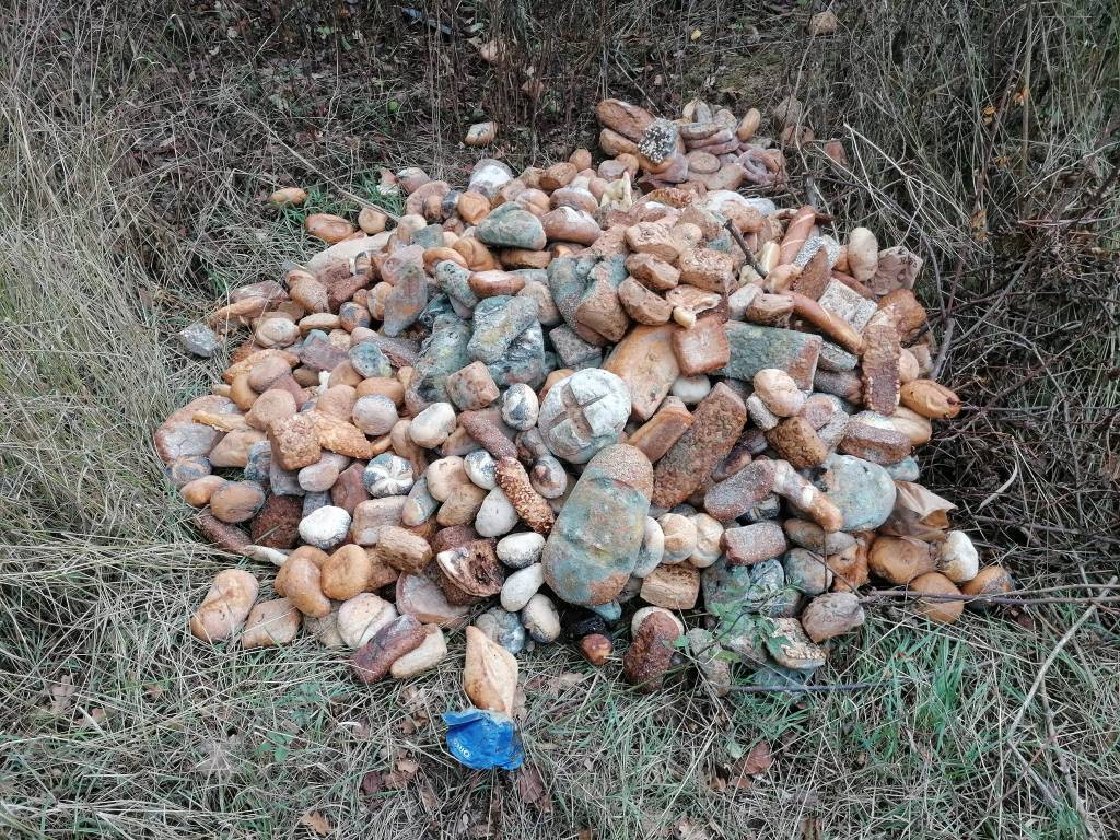 Hunderte verschimmelte Brote und Brötchen liegen an den Kiesteichen in Nordhausen (Thüringen)