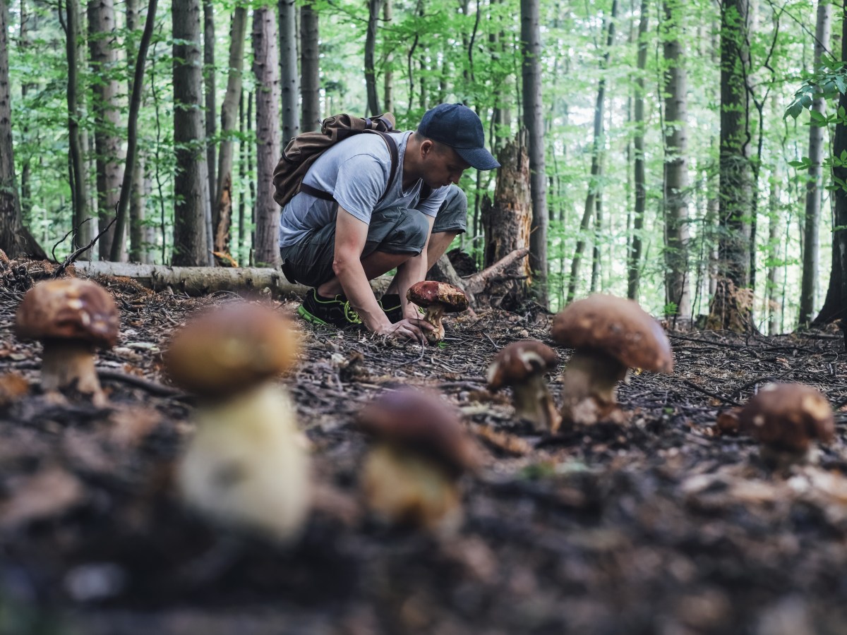 Pilz-Sammler könnten in diesen Tagen Glück in Thüringen haben!