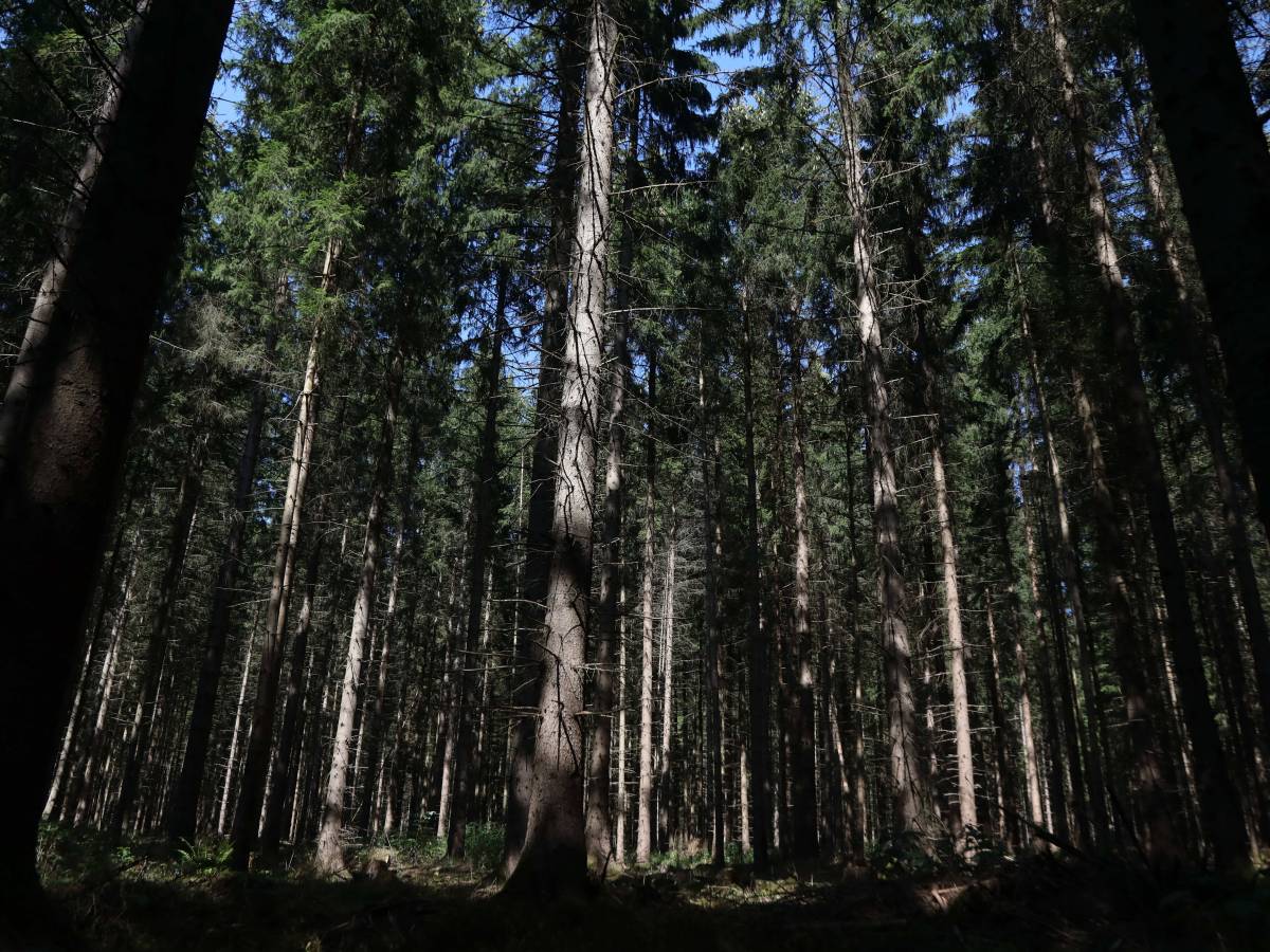 Thüringer Wald