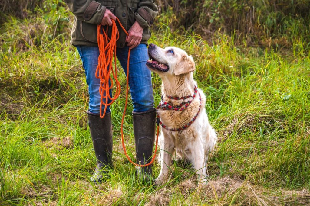 Heller Hund macht Sitz und guckt Besitzerin an