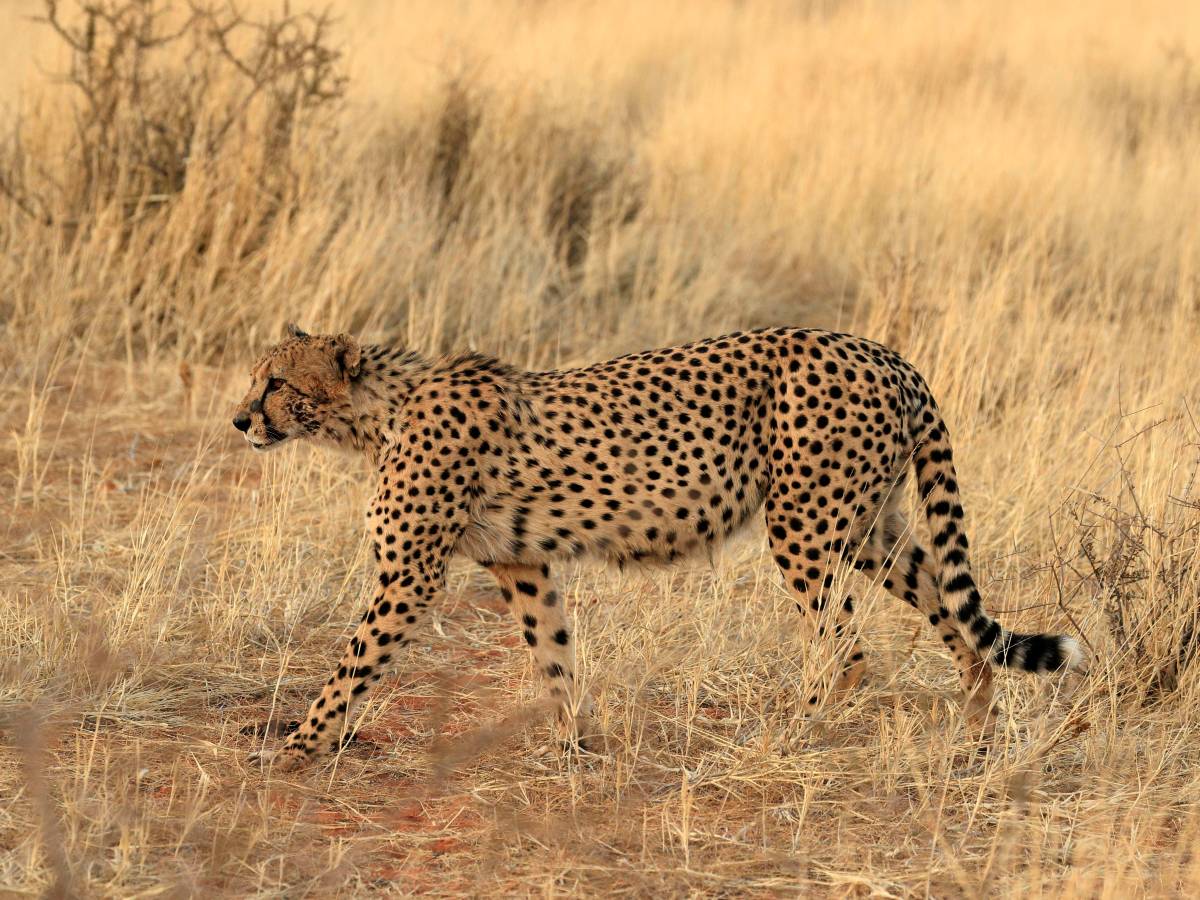 Gepard