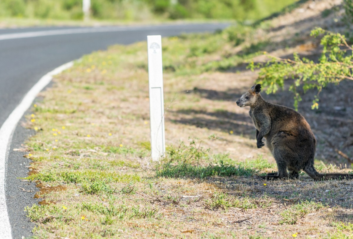 Ein Känguru hat in Thüringen für mächtig Wirbel gesorgt! (Symbolbild)