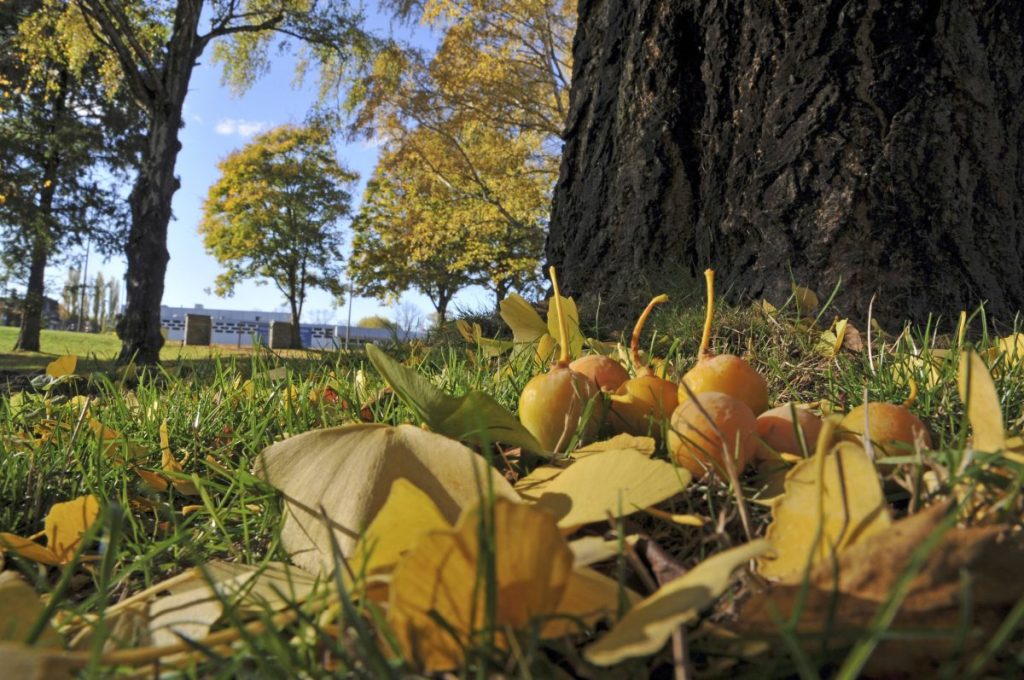 Den Gestank verursachen die weiblichen Gingko-Bäume. Sie bilden im Herbst mirabellenähnliche Früchte aus, die stinkende Substanzen enthalten. 