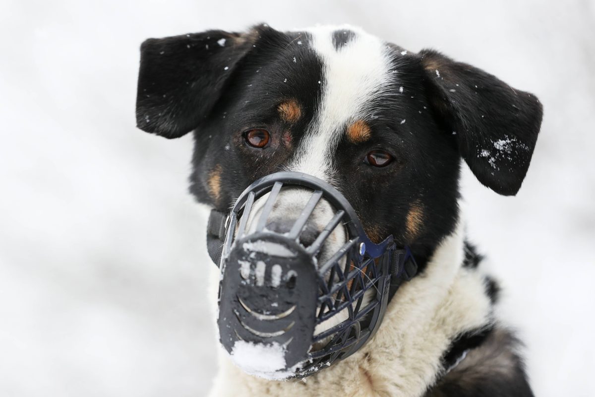 Hund in Erfurt