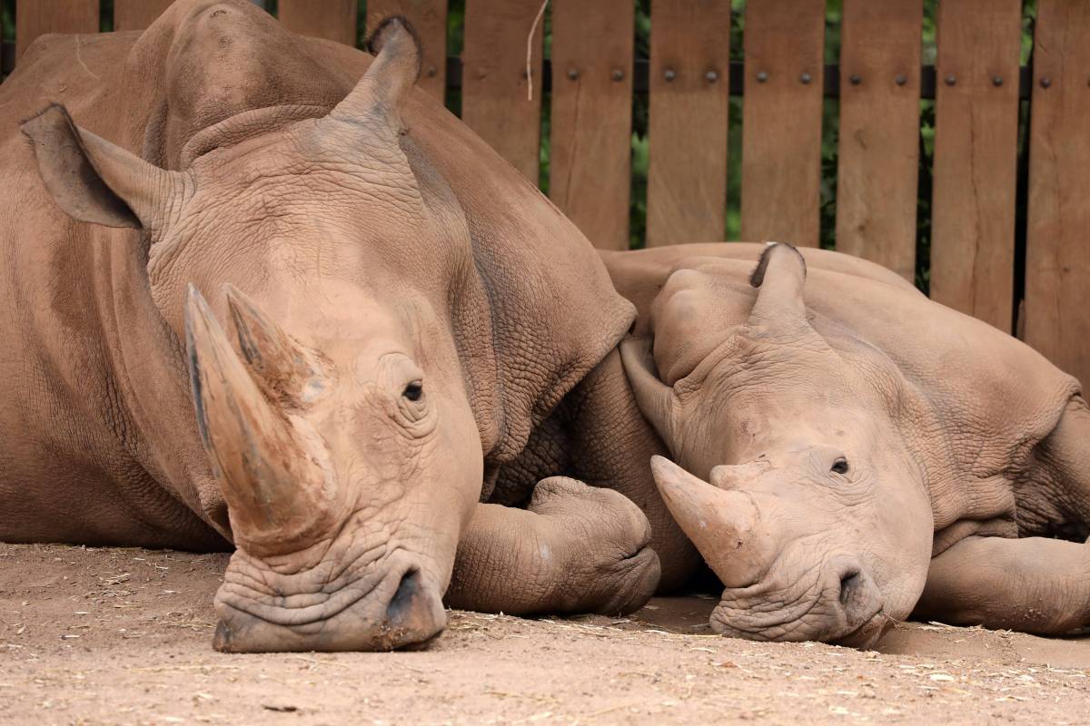 Der Zoo Erfurt bekommt neue NashÃ¶rner. (Archivbild)