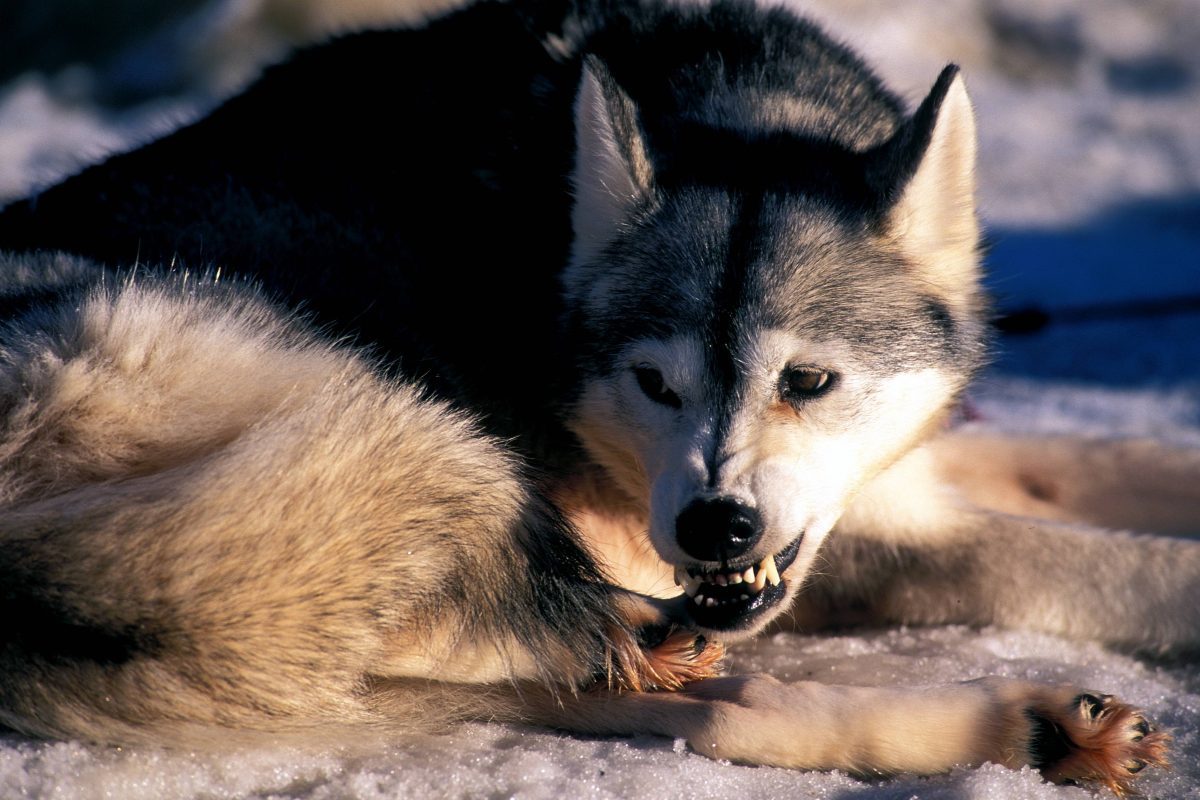 Thüringen aggressiver Husky