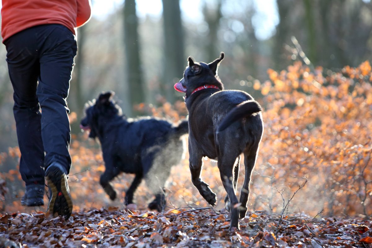 Ein Hund rennt durch einen Wald in Thüringen.