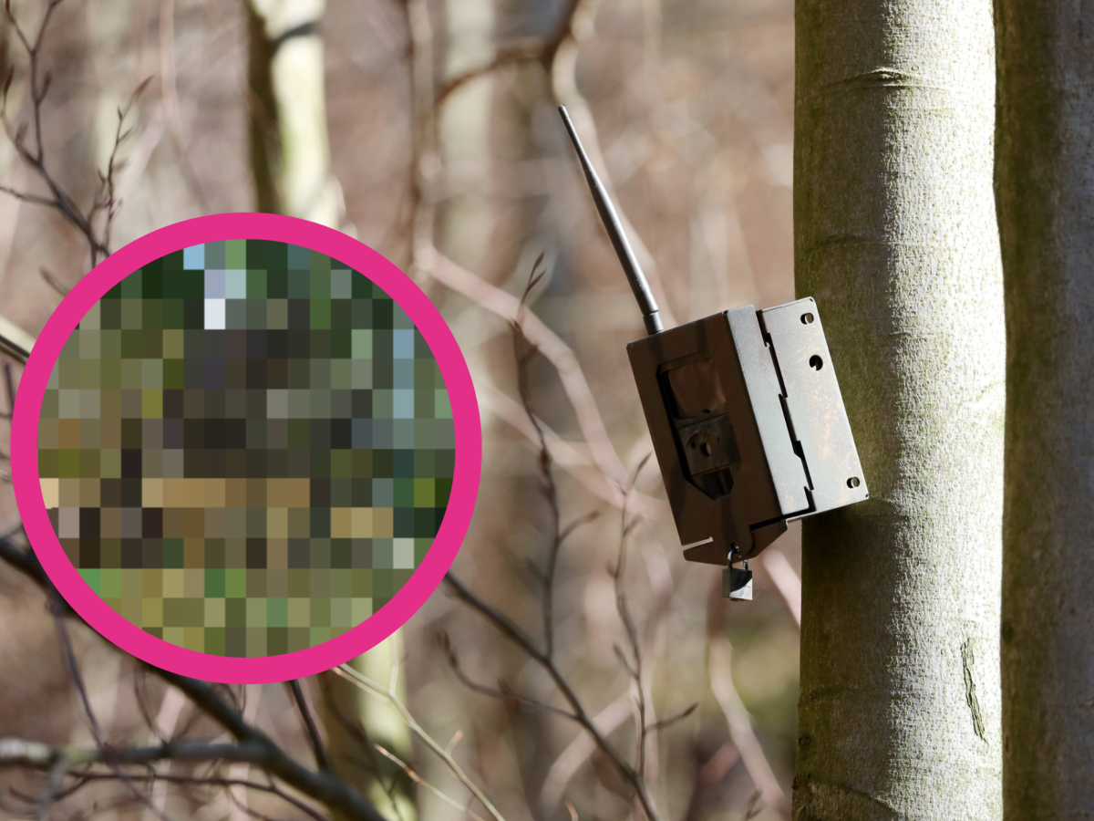 Wildkameras haben in Thüringen besondere Aufnahmen gemacht! (Montage)